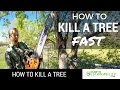 How To Kill A Tree Fast - How To Kill A Tree - Journey To Sustainability