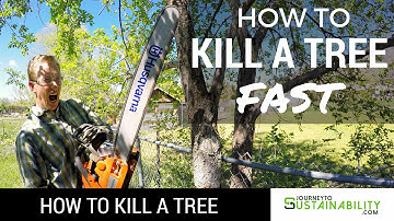 How To Kill A Tree Fast - How To Kill A Tree - Journey To Sustainability