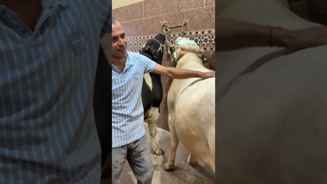 شغل المؤسسه عجول المؤسسه صلي علي النبي 