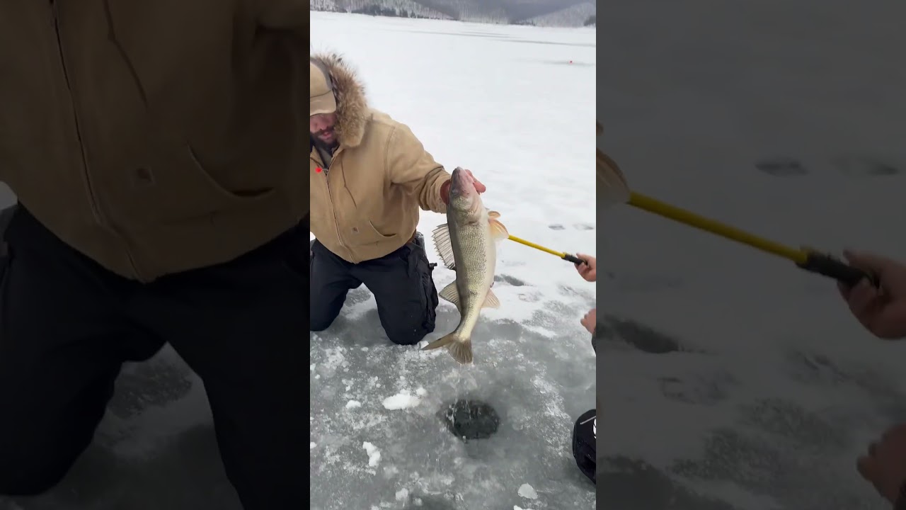 29” walleye! Kinzua