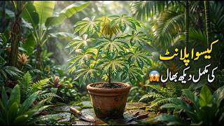 Tropical Garden Ka King Plant | Manihot Esculenta (Cassava) Plant Care