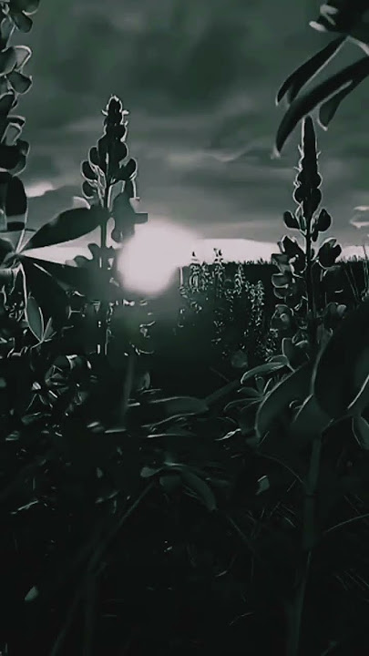 JAMALUN WUJUDI 🖤 🖤💜