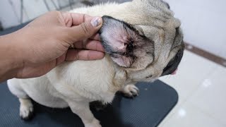 I don't feel well, her ears smell really good!!