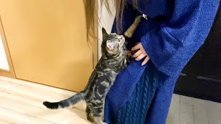 夜遅く帰宅した飼い主に激怒して鳴き叫びながらもお迎えにきた子猫ｗ