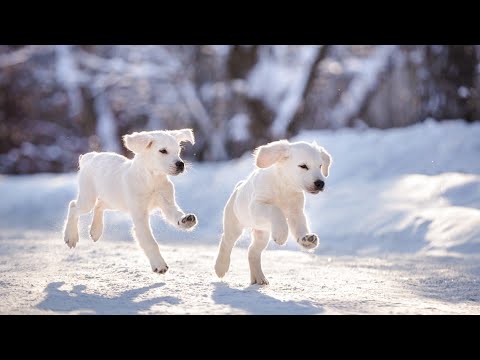 वीडियो: सर्दियों में अपने कुत्ते को स्वस्थ रखने के लिए एक वेट शेयर टिप्स