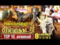 Top 10 bulls of alanganallur jallikattu    top 10    ibc