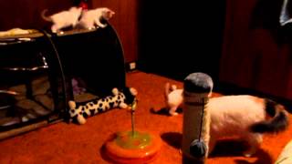 Aytasi Cattery Turkish Van Kittens by Carol Edquist 96 views 11 years ago 1 minute, 36 seconds