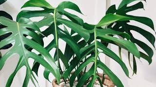 monstera blatt holz MONSTERA - Blatt aus Holz - Kunstblume main image 0
