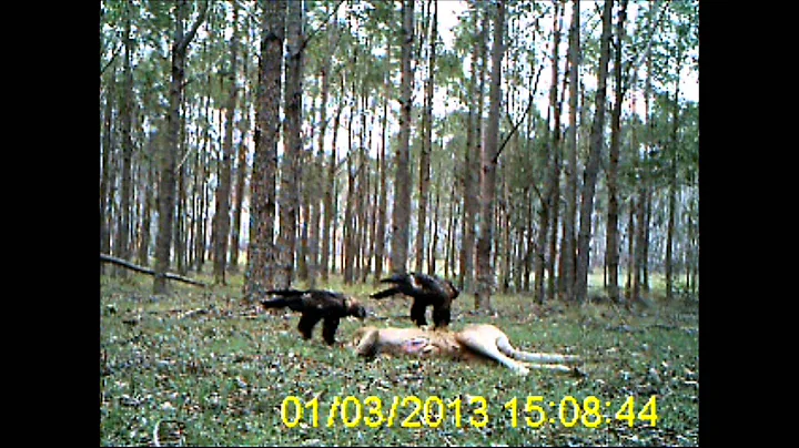 Massive Eagles Eat Kangaroo!!!