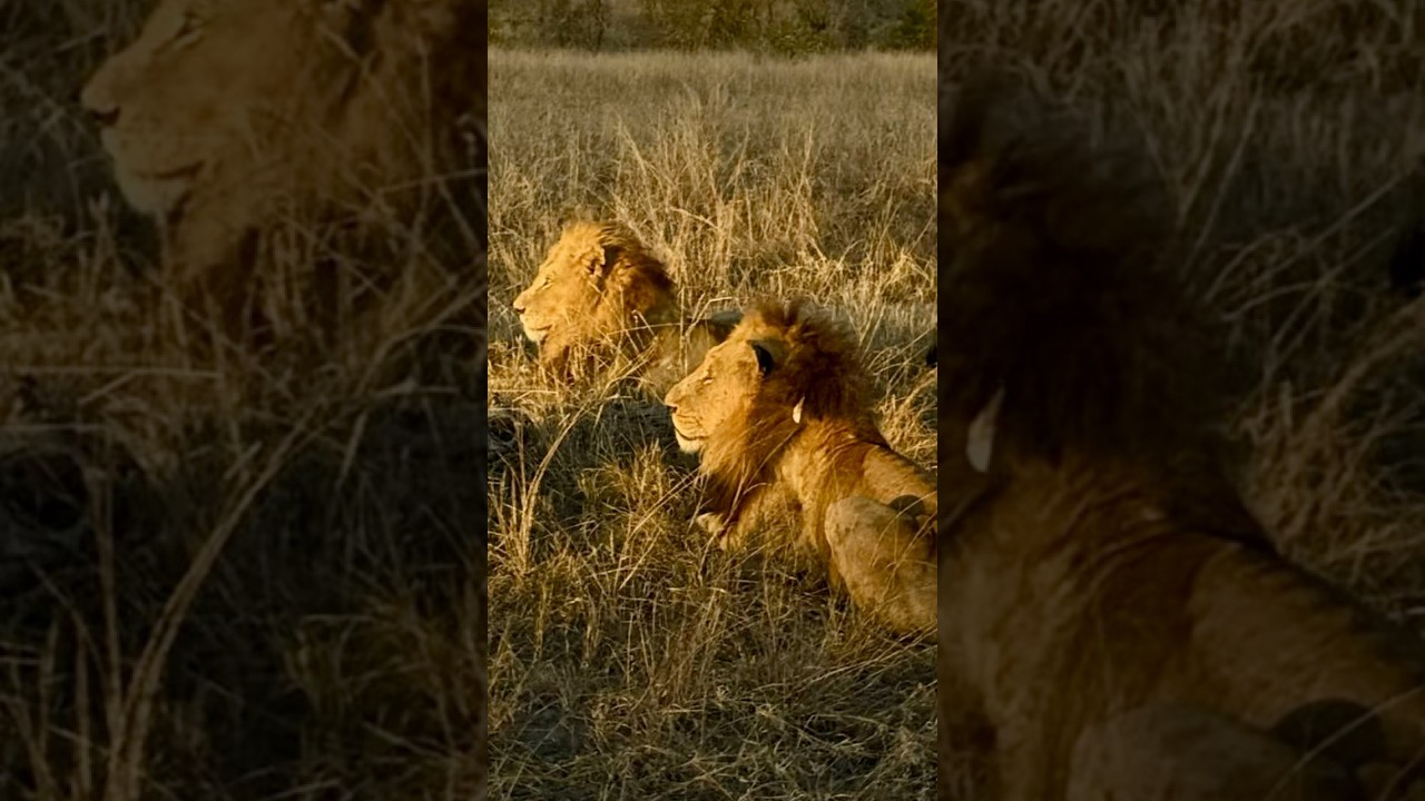 Mohawk & his boys - Date Night  