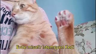 Kedi Sesi Kedim Çok Sinirli Kedi Videoları
