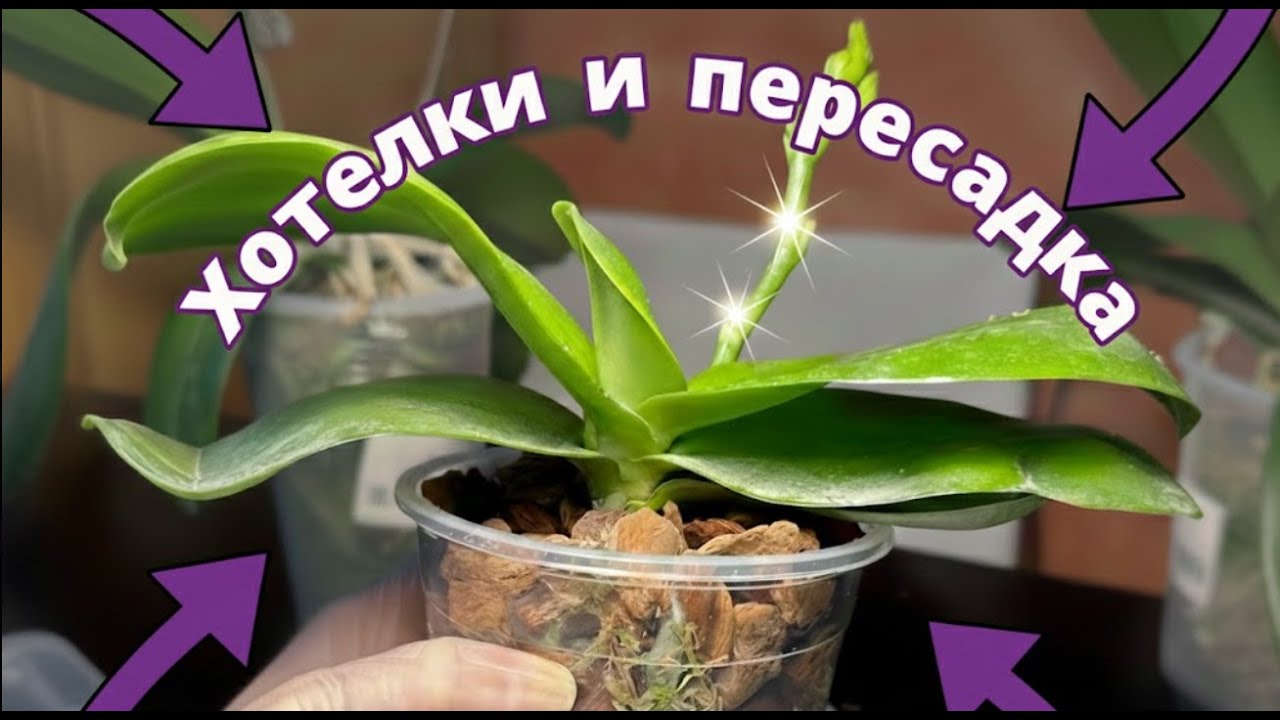 Орхидея за 52 000 руб?! Мои хотелки и пересадка HO CHANEL