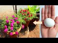 Grow moss rose​​​​​in 10 days using fertilized eggs | plant moss rose at home