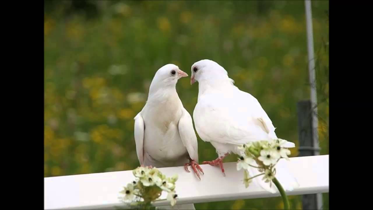 Dove Sound Effects Efek Suara Merpati Youtube