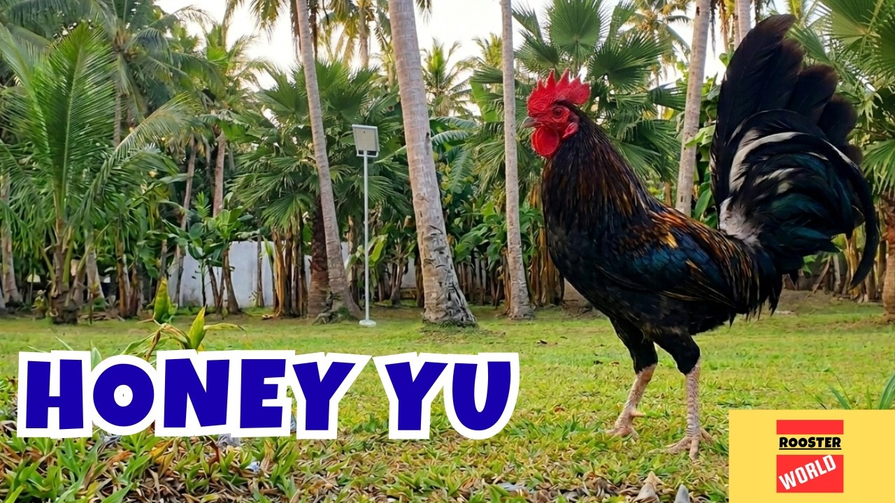 Honey Yu | Engr. Michael Macalalad | PBF 2025