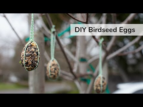 DIY Birdseed Eggs - YouTube