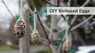 DIY Birdseed Eggs