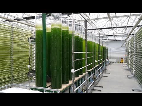 Wideo: Techniki Mikroprzepływowe Służące Poprawie Przemysłu Biopaliw I Biorafinerii Na Bazie Mikroalg