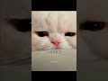 Yaha Koi Bhi Nhi 🥀 #shorts #sadcat #video @stvryy_87
