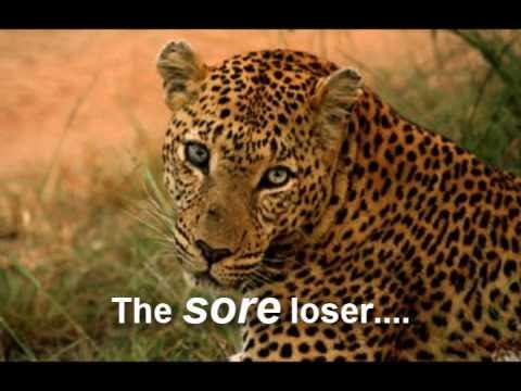 Leopard vs Warthog - YouTube