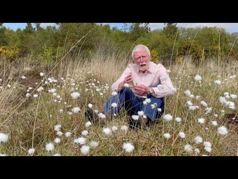 Video: Cotton Grass