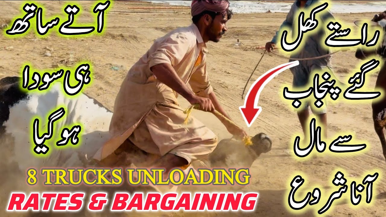 Northern Bypass Mandi 8 News Trucks Unloading | 30 April 2025 | Bakra Eid Season 2025