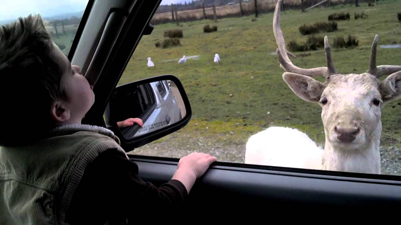Olympic game farm YouTube