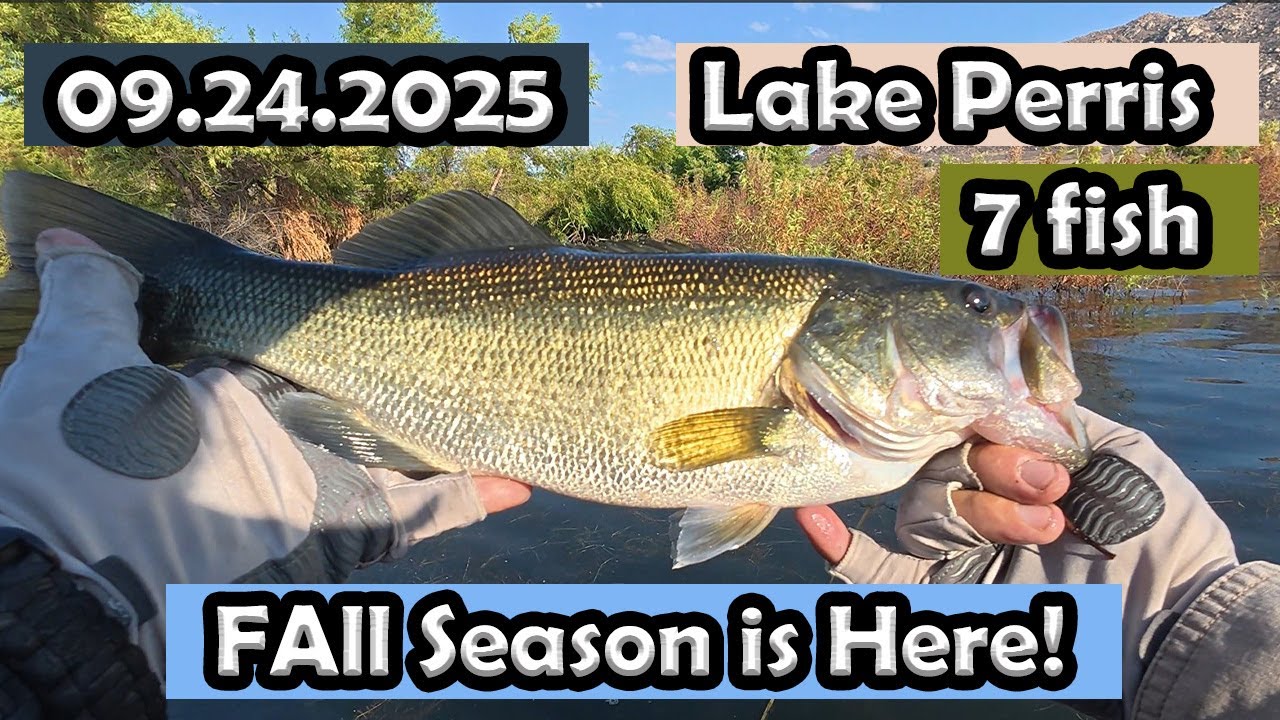 Lake Perris Bass Fishing: 7 fish! #lakeperrisfishing #zmanfishingproducts #bassfishing #fishing