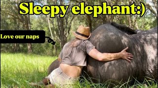 Sleepy elephant!