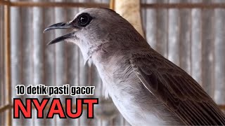 burung trucukan gacor FULL NARUNG buat PANCINGAN TRUCUKAN AGAR BUNYI,, jadikan BURUNG TRUCUK GACOR