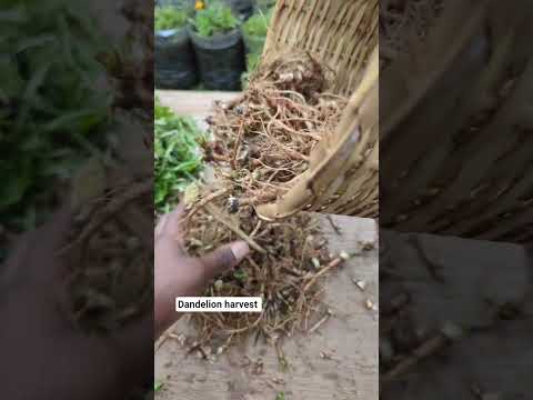 Dandelion Harvest The Best Herb For Liver Health And Much More Harvesttime Herbs Shorts