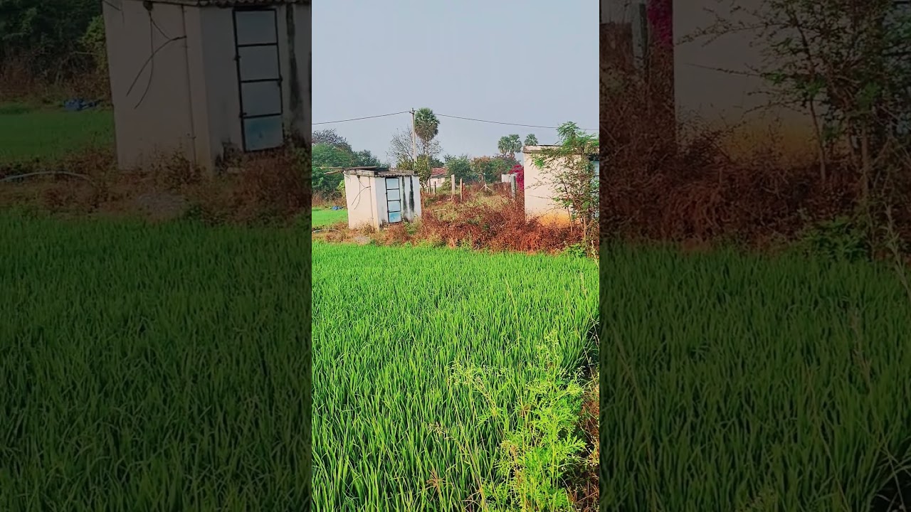 village nature beautiful sounds,❤️&hearts;️#agriculture #nature