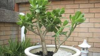 Crassula Ovata