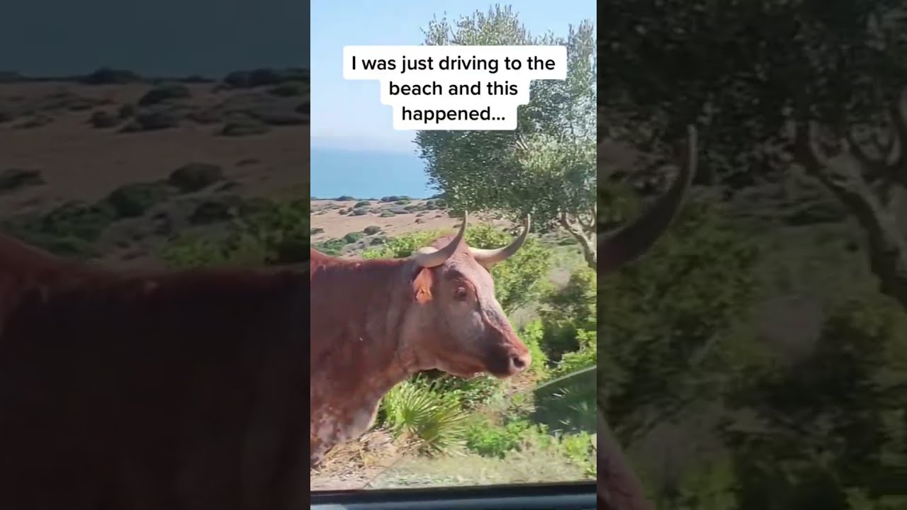 When You Get Directions From A Cow