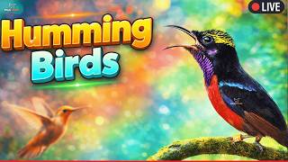 🛑Hummingbird Sounds 24 Hour (Bird-Attracting, Ambient, White-noise, Study, Focus, ASMR, Meditation)