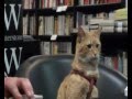 James Bowen and Bob the Cat at Waterstones on High Street Kensington