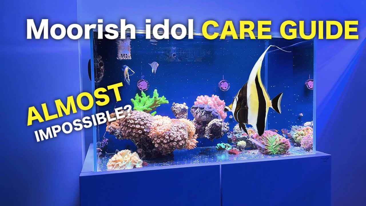 Полное руководство по уходу: мавританский идол (Zanclus cornutus) в рифовом аквариуме