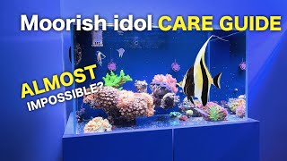 Full care guide: Moorish idol (Zanclus cornutus) in a reef tank