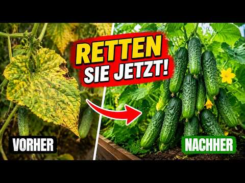 Ihre Gurken sterben heimlich: Der Fehler den fast jeder Gärtner macht