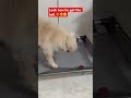 Smart Dog 😎😍 #youtubevideo #shorts #smartdogs