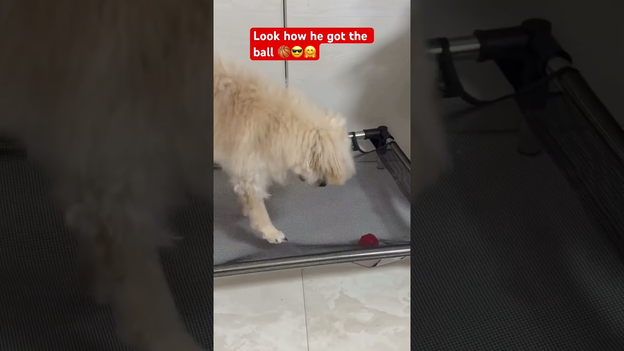Smart Dog 😎😍 #youtubevideo #shorts #smartdogs