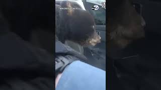 State troopers rescue bear cub from highway ditch: VIDEO