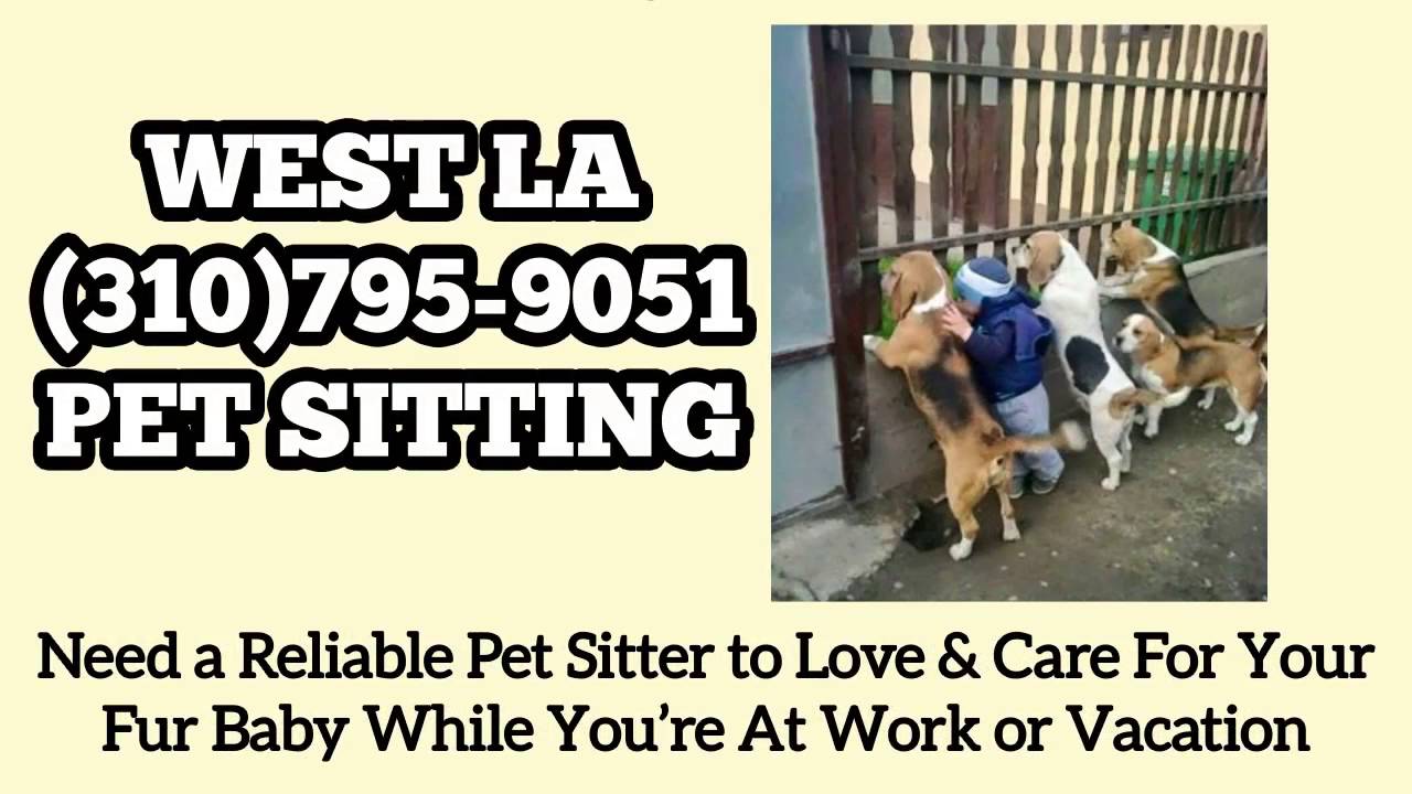 West LA Pet Sitting & Dog Walking Call (310)7959051 YouTube