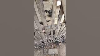 Hewan peliharaan// Sekedar Hiburan 