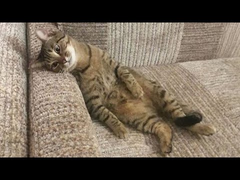 10 Minutes of the Laziest CATS 😪 Funny Cats Videos 2023