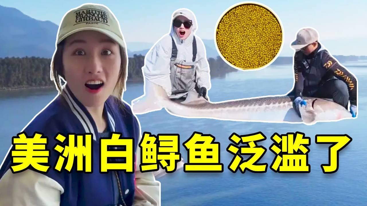 加拿大白鲟鱼泛滥成灾，鱼子酱价值千金！别拦我，我要去加拿大捡钱！ #大豪夫妇 #钓鱼 #fishing