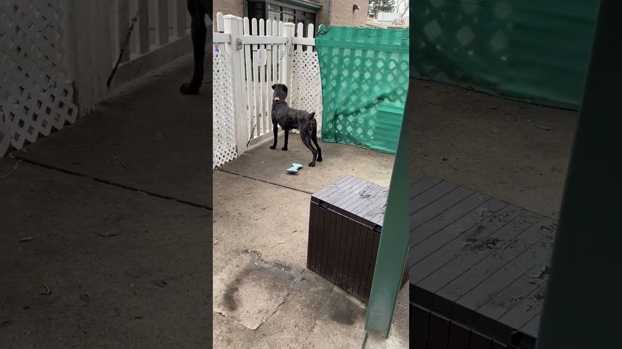 Tulip A657121 Cane Corso Front Street Shelter Sacramento CA