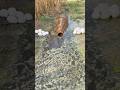 Village Fishing Trap By Catfish #shorts