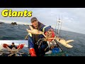 Giant Lobster Giant Crab & Fresh Mackerel with Old Bay Seasoning
