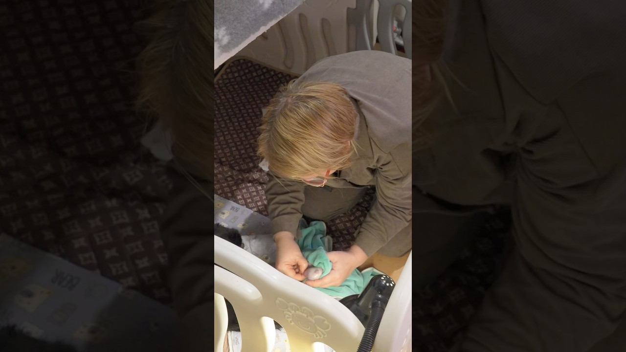 Мгновенные роды у собаки чихуахуа!👀 Сколько щенков? #чихуахуа #собака #щенки #питомниксобак